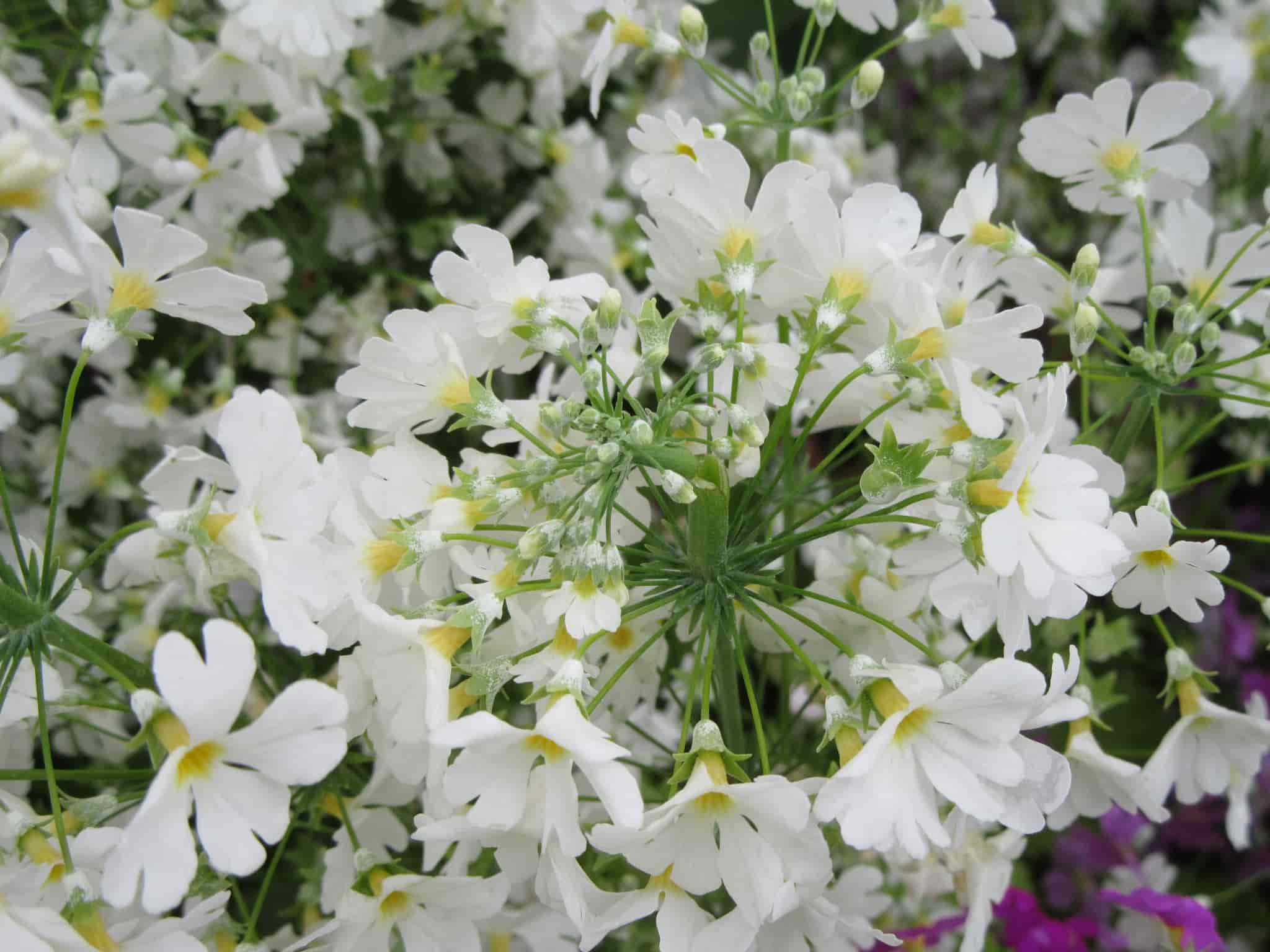 子宮筋腫は痛みを引き起こしますか?